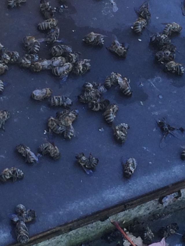 Bild 2 Viele tote Bienen aus unserem einst so starken Volk