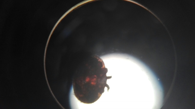 Bild 3 Die Varroa-Milbe unter der Lupe